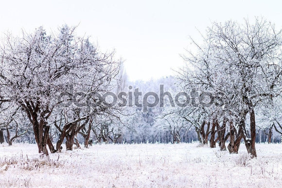 Frosty Apple Tree Winter Garden  Backdrop